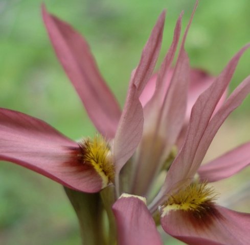Moraea ciliata style branches